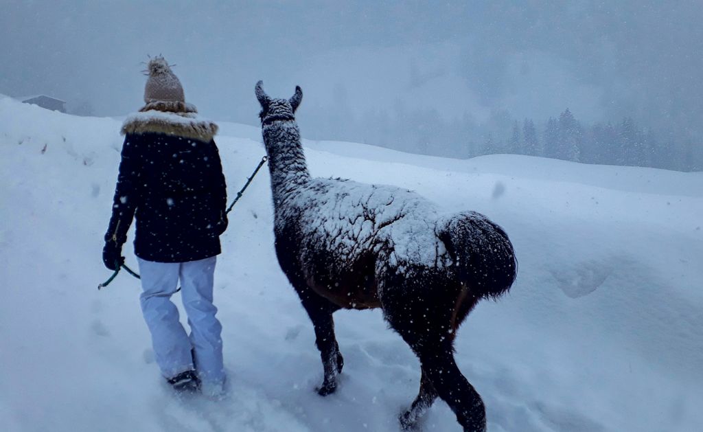 Wetter? Egal. - Die Lamas sind vor Schnee und Wind durch ihr dichtes Fell gut geschützt. Und Du musst halt Winterklamotten anziehen. :-) - © Barbara Steinacher Wetter? Egal. - Die Lamas sind vor Schnee und Wind durch ihr dichtes Fell gut geschützt. Und Du musst halt Winterklamotten anziehen. :-) - © Barbara Steinacher