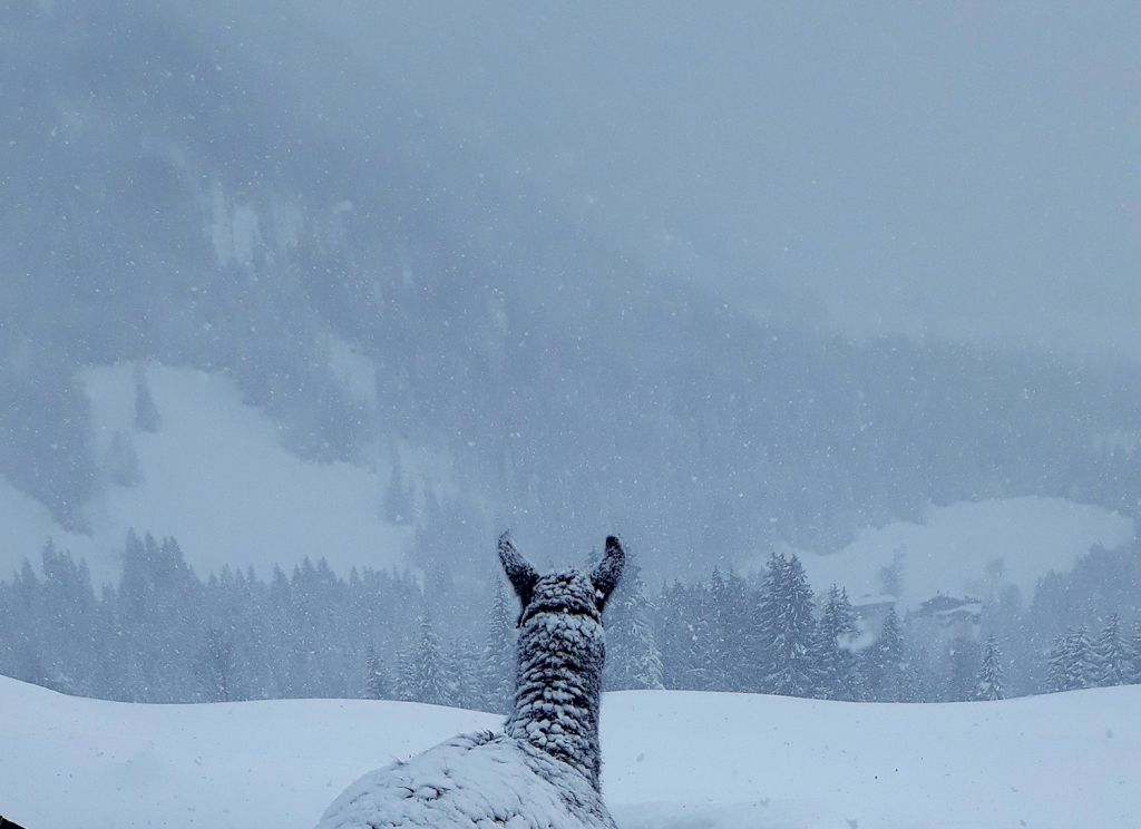 Ruhe pur - Lamas gelten als ruhige und sehr freundliche Tiere. Auf so gut wie alle Mitwanderer strahlt das positiv aus, Kinder genießen den Kontakt zu den flauschigen und sensiblen Gesellen.  - © Barbara Steinacher