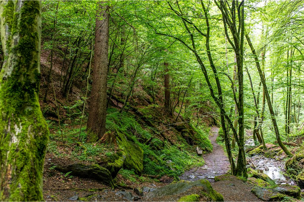 Durch Wald und Natur - Der Weg ist als mittelschwierig eingestuft. Seine Länge beträgt 6,8 Kilometer. - © Wörthersee Tourismus, Martin Assam