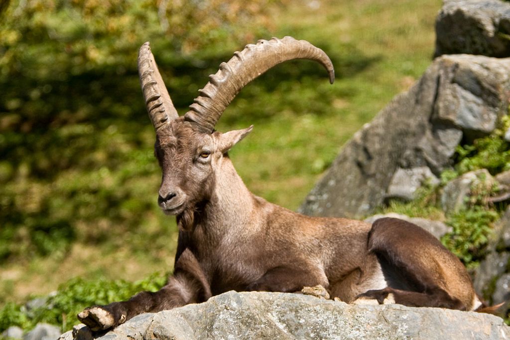 Wilde Tiere ganz nah - Der Rundweg durch den Park ist breit und gut begehbar, Du benötigst ungefähr eine Stunde.  - © Georges Arien