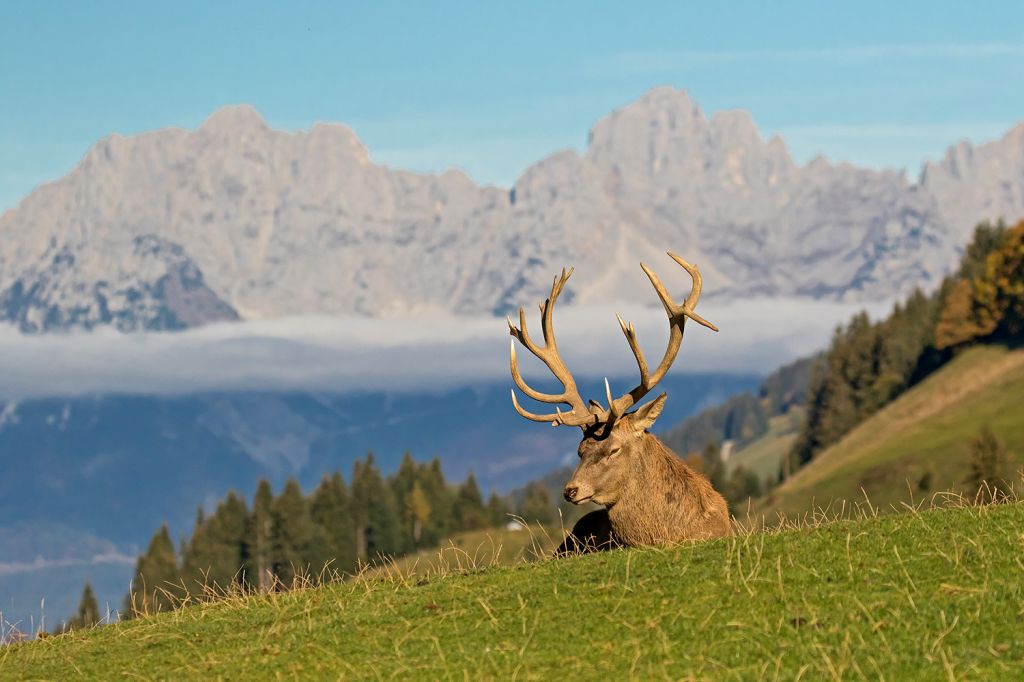 Große Fütterung täglich - Jeden Tag um 14:30 Uhr (außer in der Brunftzeit von Mitte September bis Anfang November) findet die Fütterung der Wildtiere statt, am großen Futterplatz.  - © Jozef de Fraine