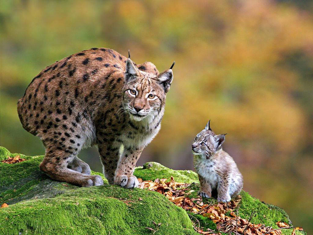 Nachwuchs - Faszinieren ist auch, vor allem für Kinder, den Nachwuchs des Wildparks zu sehen. - © Jozef de Fraine