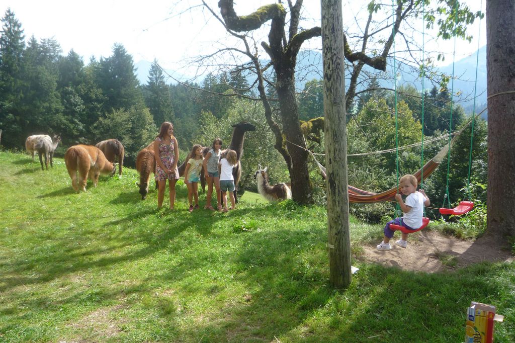 Lama-Trekking - Ellmau - Lamas sind freundliche und ruhige Tiere. Kinder genießen das. - © Koglhof Lama-Trekking