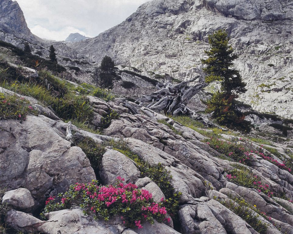 Nationalpark Berchtesgaden - Artenreichtum und Vielfalt sind prägend für die Region des Nationalparks - hier im Steinernen Meer. - © Nationalpark Berchtesgaden