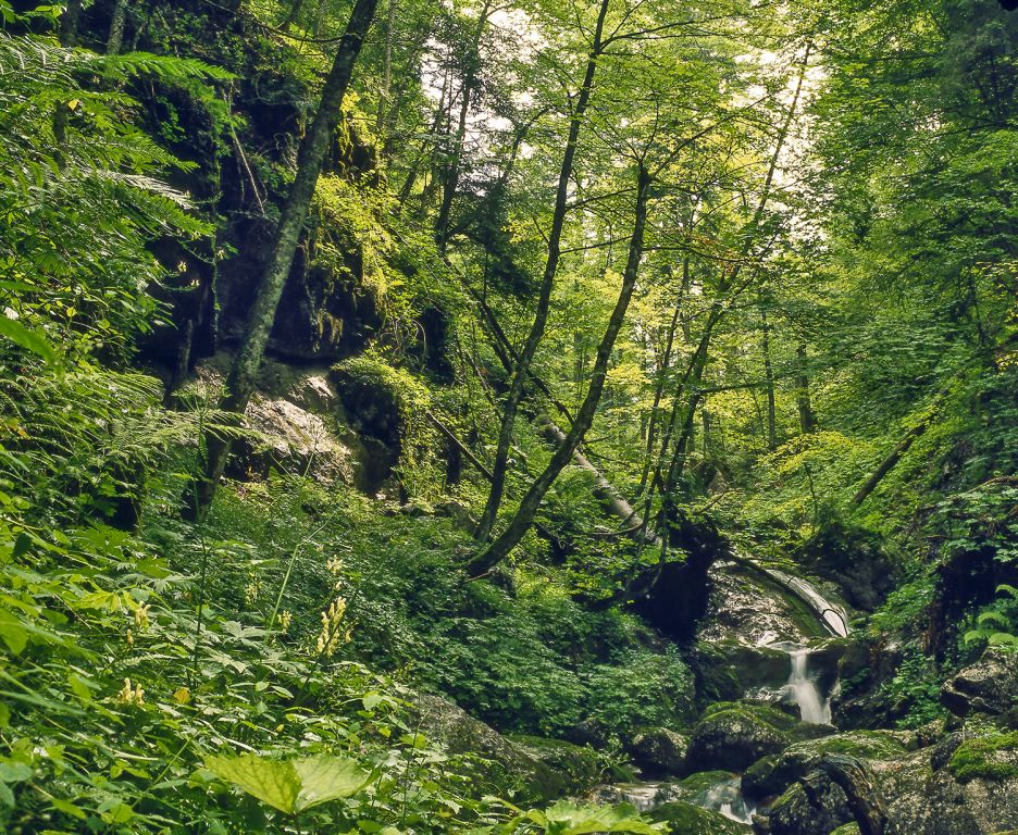 Nationalpark Berchtesgaden - Die Wälder haben satte Farben, viel Holz und sehr viel Ruhe. - © Nationalpark Berchtesgaden