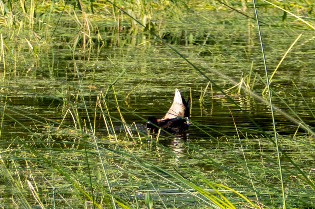 Tennsee bei Krün - Hier hatten eigentlich nur noch die Enten ein wenig Badespaß. - © alpintreff.de / christian Schön