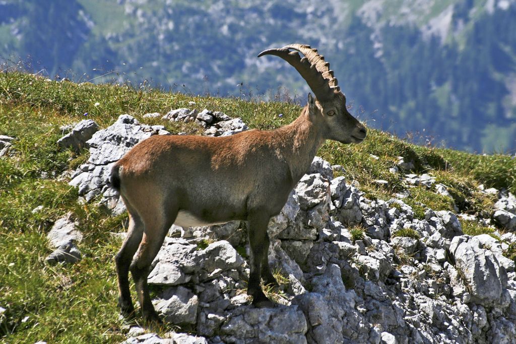 Nationalpark Berchtesgaden - Im Nationalpark haben viele Wildtierarten einen geschützten Lebensraum. Dazu gehört auch der Steinbock. - © Nationalpark Berchtesgaden