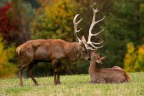 Nicht selten kannst Du viele Wildarten (Rot-, Dam-, Stein- und Muffelwild) beobachten, auch Luchse und Yaks wohnen im Wildpark.  • © Jozef de Fraine