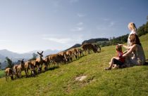 Tolle Aussichten - Auf einer Höhe von 1.000 Metern liegt der Wildpark in Aurach bei Kitzbühel.  • © TVB, Joe Hölzl