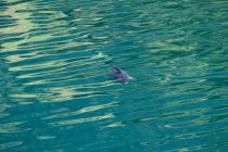 Der Brennsee in Kärnten - Bei Anglern extrem beliebt. Hier ist der Grund. Allerdings haben wir keine Ahnung vom Angeln und in so fern müssen wir das Tier leider schlicht "Fisch" nennen. • © alpintreff.de / christian Schön