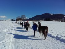 Lama-Trekking - Ellmau - Kostenlos dazu gibt es eine wunderbare Aussicht. • © Koglhof Lama-Trekking