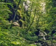 Nationalpark Berchtesgaden - Die Wälder haben satte Farben, viel Holz und sehr viel Ruhe. • © Nationalpark Berchtesgaden
