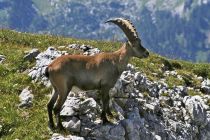 Im Nationalpark haben viele Wildtierarten einen geschützten Lebensraum. Dazu gehört auch der Steinbock. • © Nationalpark Berchtesgaden