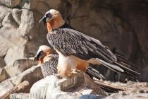 Bartgeier im Alpenzoo Innsbruck.  • © Innsbruck Tourismus / Christof Lackner