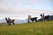 Lamatrekking im Allgäu - ein unvergessliches Erlebnis. • © Daniel Frick