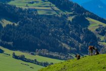 Eine schöne Aussicht haben die Wildtiere in Niederau. • © Wildschönau Tourismus, T.L.