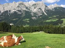 Klasse Aussichten auf dem Sound of Music-Trail in Werfen. • © TVB Werfen