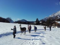 Mit Lamas im Schnee wandern... herrlich, oder? • © Koglhof Lama Trekking