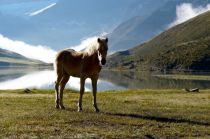 Pferde und Kühe können Dir am Rifflsee auch über den Weg laufen.  • © Pitztaler Gletscher 