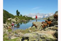 Am Spiegelsee können Dir auch ein paar Ziegen begegnen. • © Reiteralm Bergbahnen