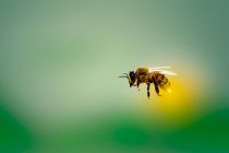 Bienen stehen im Mittelpunkt auf dem Bienenlehrpfad (Symbolfoto). • © mariananbu auf pixabay.com (4913122)