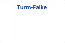 Turm-Falke