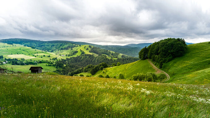 Der schöne Schwarzwald. - Foto: unsplash.com